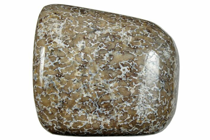 Polished Dinosaur Bone (Gembone) - Morocco #260627